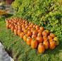 Dharma Ridge Farm Pumpkin Donation